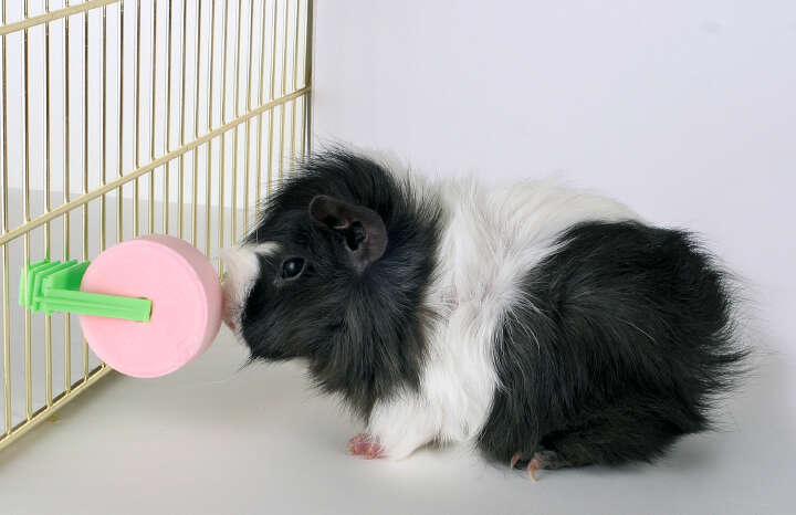 KERBL Salzleckstein mit Halter